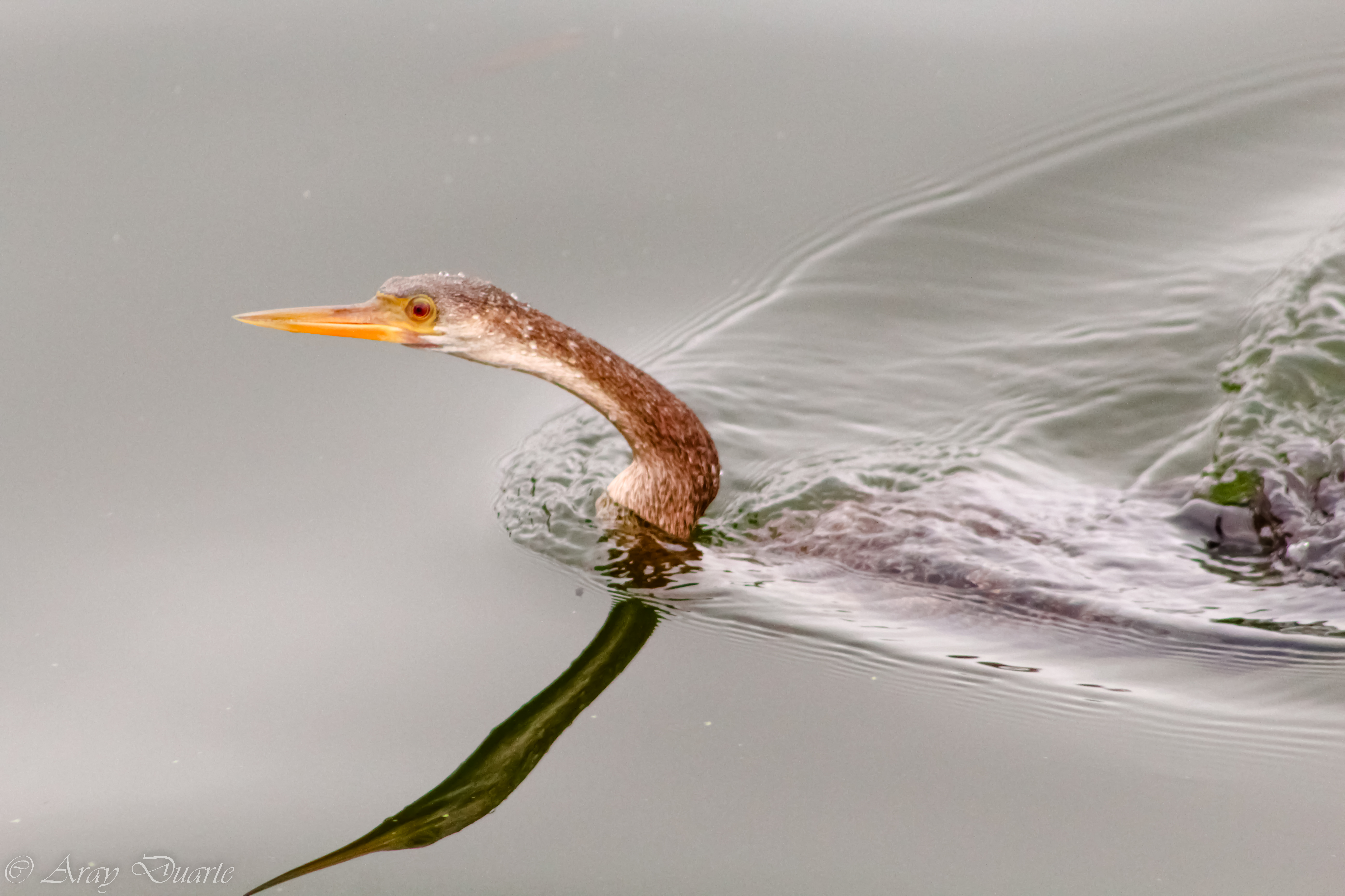 Bird in the lake