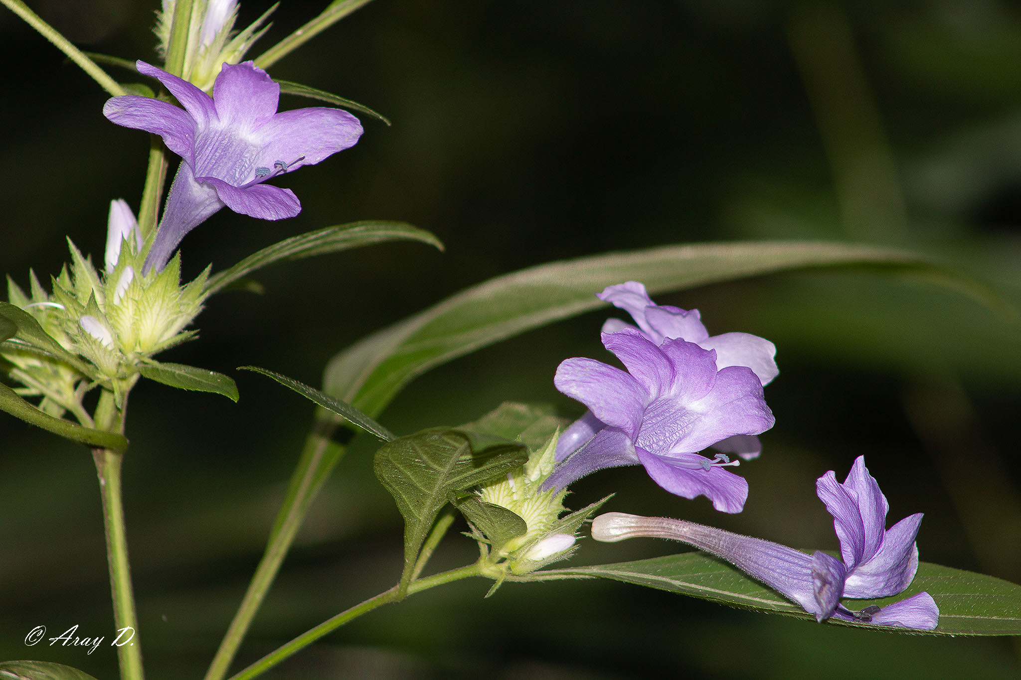 Violet